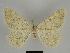  (Gnophos pallescens - SE MNC Lep 00140)  @13 [ ] Copyright (2010) Unspecified Museum fuer Naturkunde, Chemnitz