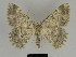  (Charissa vanensis - SE MNC Lep 00141)  @14 [ ] Copyright (2010) Unspecified Museum fuer Naturkunde, Chemnitz