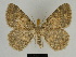  ( - SE MNC Lep 00142)  @11 [ ] Copyright (2010) Unspecified Museum fuer Naturkunde, Chemnitz