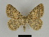  ( - SE MNC Lep 00143)  @11 [ ] Copyright (2010) Unspecified Museum fuer Naturkunde, Chemnitz