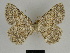  (Charissa creperaria - SE MNC Lep 00144)  @14 [ ] Copyright (2010) Unspecified Museum fuer Naturkunde, Chemnitz