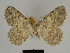  ( - SE MNC Lep 00145)  @13 [ ] Copyright (2010) Unspecified Museum fuer Naturkunde, Chemnitz