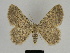 ( - SE MNC Lep 00146)  @11 [ ] Copyright (2010) Unspecified Museum fuer Naturkunde, Chemnitz