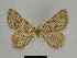  (Charissa rjabovi - SE MNC Lep 00147)  @14 [ ] Copyright (2010) Unspecified Museum fuer Naturkunde, Chemnitz