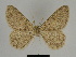  ( - SE MNC Lep 00148)  @11 [ ] Copyright (2010) Unspecified Museum fuer Naturkunde, Chemnitz