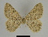  ( - SE MNC Lep 00149)  @11 [ ] Copyright (2010) Unspecified Museum fuer Naturkunde, Chemnitz