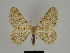  (Charissa mutilata - SE MNC Lep 00151)  @15 [ ] Copyright (2010) Unspecified Museum fuer Naturkunde, Chemnitz
