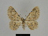  ( - SE MNC Lep 00155)  @12 [ ] Copyright (2010) Unspecified Museum fuer Naturkunde, Chemnitz