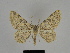  ( - SE MNC Lep 00157)  @14 [ ] Copyright (2010) Unspecified Museum fuer Naturkunde, Chemnitz