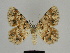  (Charissa corsica - SE MNC Lep 00162)  @15 [ ] Copyright (2010) Unspecified Museum fuer Naturkunde, Chemnitz