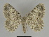  ( - SE MNC Lep 00164)  @14 [ ] Copyright (2010) Unspecified Museum fuer Naturkunde, Chemnitz