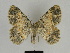  ( - SE MNC Lep 00165)  @11 [ ] Copyright (2010) Unspecified Museum fuer Naturkunde, Chemnitz