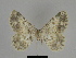  ( - SE MNC Lep 00166)  @11 [ ] Copyright (2010) Unspecified Museum fuer Naturkunde, Chemnitz