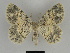  ( - SE MNC Lep 00167)  @14 [ ] Copyright (2010) Unspecified Museum fuer Naturkunde, Chemnitz