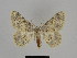  (Gnophos staudingeri - SE MNC Lep 00168)  @13 [ ] Copyright (2010) Unspecified Museum fuer Naturkunde, Chemnitz