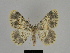  (Gnophos dubitaria - SE MNC Lep 00169)  @14 [ ] Copyright (2010) Unspecified Museum fuer Naturkunde, Chemnitz