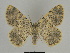  ( - SE MNC Lep 00170)  @11 [ ] Copyright (2010) Unspecified Museum fuer Naturkunde, Chemnitz