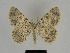  (Charissa symmicta - SE MNC Lep 00171)  @14 [ ] Copyright (2010) Unspecified Museum fuer Naturkunde, Chemnitz