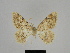  ( - SE MNC Lep 00172)  @13 [ ] Copyright (2010) Unspecified Museum fuer Naturkunde, Chemnitz