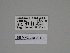  (Gnophos symmicta - SE MNC Lep 00173)  @11 [ ] Copyright (2010) Unspecified Museum fuer Naturkunde, Chemnitz