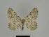  (Charissa annubilata - SE MNC Lep 00177)  @14 [ ] Copyright (2010) Unspecified Museum fuer Naturkunde, Chemnitz
