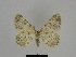  ( - SE MNC Lep 00178)  @14 [ ] Copyright (2010) Unspecified Museum fuer Naturkunde, Chemnitz