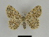 (Charissa effendi - SE MNC Lep 00182)  @14 [ ] Copyright (2010) Unspecified Museum fuer Naturkunde, Chemnitz