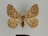  ( - SE MNC Lep 00184)  @14 [ ] Copyright (2010) Unspecified Museum fuer Naturkunde, Chemnitz
