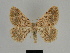  ( - SE MNC Lep 00185)  @14 [ ] Copyright (2010) Unspecified Museum fuer Naturkunde, Chemnitz