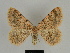  ( - SE MNC Lep 00187)  @14 [ ] Copyright (2010) Unspecified Museum fuer Naturkunde, Chemnitz
