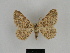  ( - SE MNC Lep 00189)  @14 [ ] Copyright (2010) Unspecified Museum fuer Naturkunde, Chemnitz
