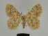  ( - SE MNC Lep 00190)  @14 [ ] Copyright (2010) Unspecified Museum fuer Naturkunde, Chemnitz