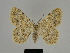  ( - SE MNC Lep 00191)  @13 [ ] Copyright (2010) Unspecified Museum fuer Naturkunde, Chemnitz