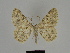  ( - SE MNC Lep 00192)  @13 [ ] Copyright (2010) Unspecified Museum fuer Naturkunde, Chemnitz