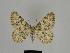  ( - SE MNC Lep 00193)  @14 [ ] Copyright (2010) Unspecified Museum fuer Naturkunde, Chemnitz