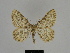  ( - SE MNC Lep 00194)  @14 [ ] Copyright (2010) Unspecified Museum fuer Naturkunde, Chemnitz