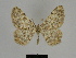  ( - SE MNC Lep 00195)  @14 [ ] Copyright (2010) Unspecified Museum fuer Naturkunde, Chemnitz