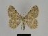  ( - SE MNC Lep 00196)  @14 [ ] Copyright (2010) Unspecified Museum fuer Naturkunde, Chemnitz
