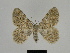  ( - SE MNC Lep 00197)  @14 [ ] Copyright (2010) Unspecified Museum fuer Naturkunde, Chemnitz