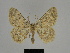  ( - SE MNC Lep 00199)  @14 [ ] Copyright (2010) Unspecified Museum fuer Naturkunde, Chemnitz