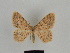  (Gnophos porphyratus - SE MNC Lep 00203)  @14 [ ] Copyright (2010) Unspecified Museum fuer Naturkunde, Chemnitz