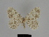  ( - SE MNC Lep 00205)  @11 [ ] Copyright (2010) Unspecified Museum fuer Naturkunde, Chemnitz