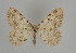  ( - SE MNC Lep 00206)  @11 [ ] Copyright (2010) Unspecified Museum fuer Naturkunde, Chemnitz