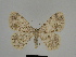  ( - SE MNC Lep 00207)  @11 [ ] Copyright (2010) Unspecified Museum fuer Naturkunde, Chemnitz