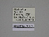  ( - SE MNC Lep 00213)  @11 [ ] Copyright (2010) Unspecified Museum fuer Naturkunde, Chemnitz