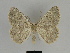  ( - SE MNC Lep 00214)  @11 [ ] Copyright (2010) Unspecified Museum fuer Naturkunde, Chemnitz