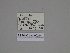  ( - SE MNC Lep 00214)  @11 [ ] Copyright (2010) Unspecified Museum fuer Naturkunde, Chemnitz
