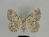  ( - SE MNC Lep 00215)  @14 [ ] Copyright (2010) Unspecified Museum fuer Naturkunde, Chemnitz