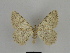  ( - SE MNC Lep 00216)  @14 [ ] Copyright (2010) Unspecified Museum fuer Naturkunde, Chemnitz