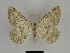  ( - SE MNC Lep 00217)  @11 [ ] Copyright (2010) Unspecified Museum fuer Naturkunde, Chemnitz